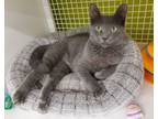 Adopt Anchovy a Domestic Short Hair