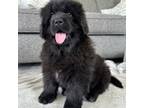 Newfoundland Puppy for sale in Winesburg, OH, USA