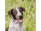 Adopt Dante a English Springer Spaniel