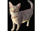 Adopt Crush a Domestic Short Hair