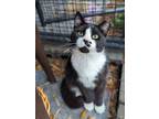 Adopt Dough Boy a Domestic Short Hair