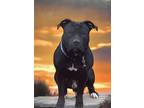 Adopt Jack a American Staffordshire Terrier