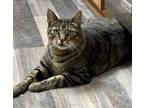 Adopt Brady a Tabby