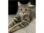 Adopt Danny a Tabby