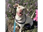 Adopt Chai a Yellow Labrador Retriever, Mixed Breed