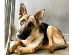 Adopt OLIVIA a German Shepherd Dog