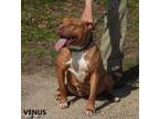 Adopt Venus a American Staffordshire Terrier