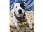 Adopt CLEO a Pit Bull Terrier