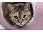 Adopt Zoe a Domestic Short Hair