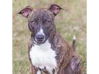 Adopt Charm a Terrier