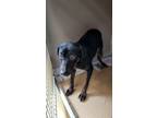 Adopt ANNE a Labrador Retriever, Mixed Breed