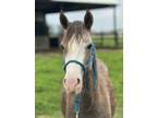 Adopt Twix a Quarterhorse