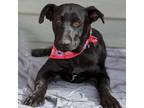 Adopt Millie a Dutch Shepherd, Retriever