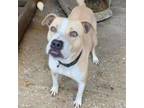 Adopt Nala a Pit Bull Terrier