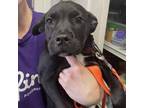 Adopt Stella a Labrador Retriever