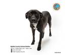 Adopt GRACIE a Pit Bull Terrier, Mixed Breed