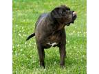 Adopt Black Beauty a Mastiff