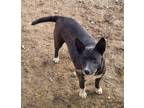 Adopt Nalah a Australian Cattle Dog / Blue Heeler