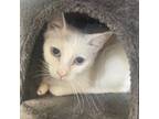 Adopt Missy a Domestic Short Hair