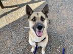 Adopt EDM a German Shepherd Dog, Mixed Breed