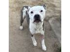 Adopt TWINKLE a Pit Bull Terrier, Mixed Breed