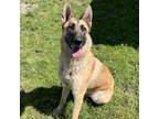 Adopt JUSTICE a German Shepherd Dog, Mixed Breed