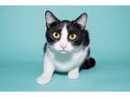 Adopt LINA a Domestic Short Hair