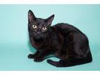 Adopt FLORIA a Domestic Short Hair