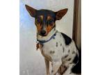 Adopt Chispa a Rat Terrier