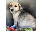 Adopt Gimmari a Wirehaired Terrier, Dachshund