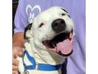 Adopt CowGirl a Pit Bull Terrier