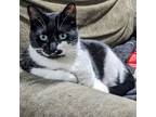 Adopt May (bonded with April) a Tuxedo