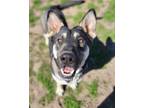 Adopt Juno a Shepherd