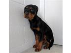 Adopt HARLEY a Rottweiler, Mixed Breed