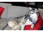 Adopt Georgia a Siberian Husky