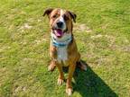 Adopt RYLAN a Boxer, Mixed Breed