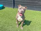 Adopt POSH a Pit Bull Terrier