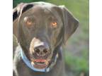 Adopt Bella a Black Labrador Retriever