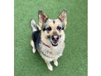 Adopt Stella a German Shepherd Dog