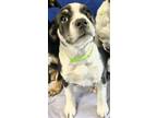 Adopt LUCKY a Border Collie, Mixed Breed