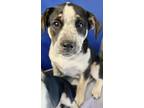 Adopt SIDNEY a Border Collie, Mixed Breed