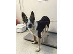 Adopt MINNIE a Australian Cattle Dog / Blue Heeler, Mixed Breed