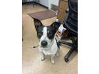 Adopt Cookie a Cattle Dog, Mixed Breed