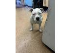 Adopt Stargazer a Pit Bull Terrier, Mixed Breed