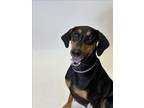 Adopt PEBBLES a Doberman Pinscher