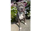 Adopt OPAL a Pit Bull Terrier