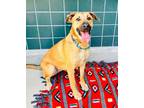 Adopt FINA a Labrador Retriever, German Shepherd Dog