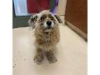 Adopt GINETTE a Cairn Terrier, Mixed Breed