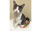 Adopt Lucy Gray a Domestic Short Hair
