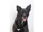 Adopt PEPPER a Labrador Retriever, Mixed Breed